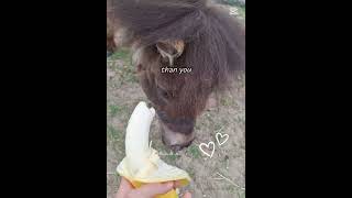 ochutnávka banánu (starší video) #horse #animals #equestrian  #cute #pony