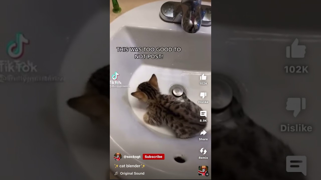 Cat blood  ￼⚠️BLOODY⚠️ ￼DONT WATCH IF YPU ARE SICK