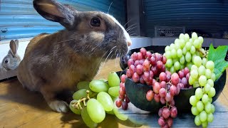 Rabbit eating Colourful Grape Fruits || Bunney Eating Fruits / Rabbit Eating ASMR by Ferdous : The travel king 1,533 views 3 months ago 3 minutes, 3 seconds