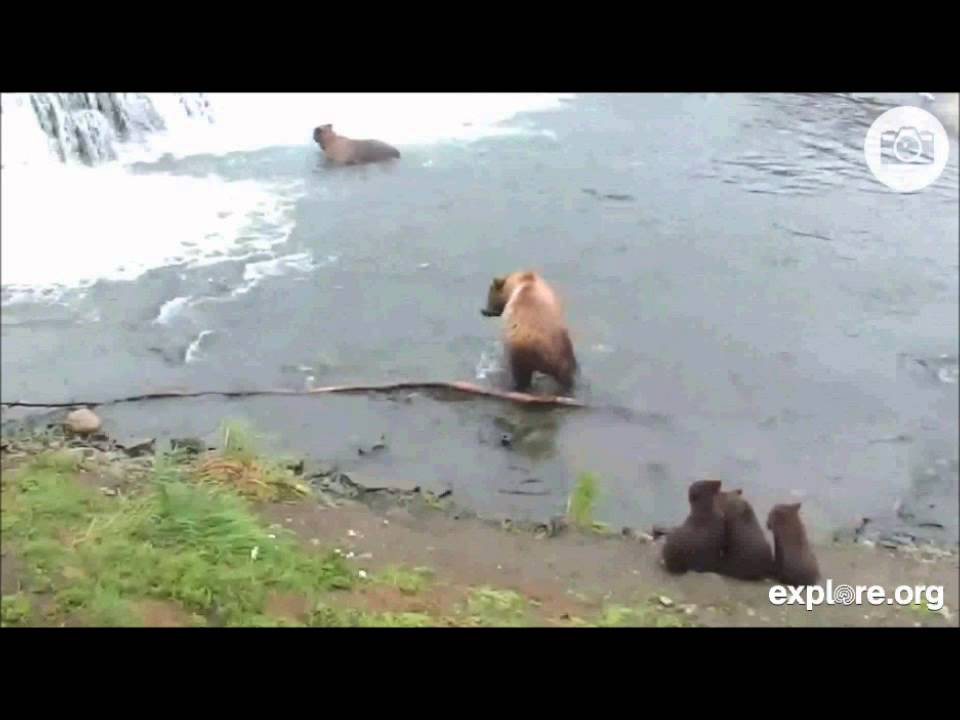 A Momma Bear with Three Little Cubs July 20, 2013 - YouTube