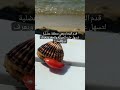 محار المحار القواقع قوقعة 