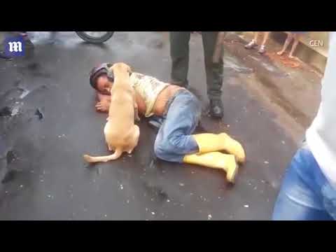 ვიდეო: საშვილოსნოს და საკვერცხეების მოცილება ძაღლში