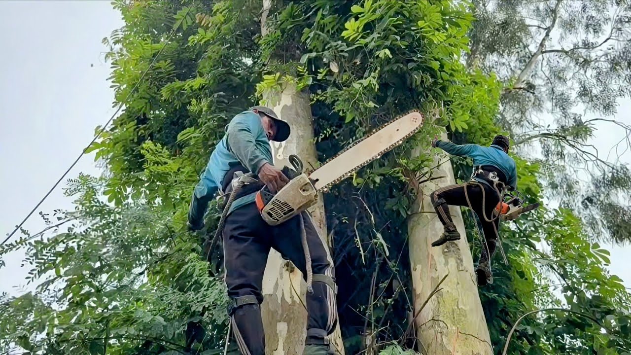 Cưa cây bạch đàn siêu khủng ,Um tùm nhiều dây leo , Khó cưa hạ . Cưa cây kỷ thuật cao