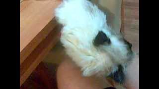 kéz ágy 20120124.mp4