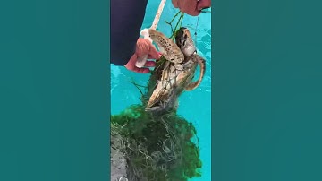 Thumbnail of They Thought It Was Trash, But It Was Alive 😭(credits: userbiancc) #shorts #seaturtle  #savetheocean