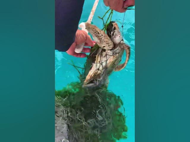 They Thought It Was Trash, But It Was Alive 😭(credits: userbiancc) #shorts #seaturtle #savetheocean They Thought It Was Trash, But It Was Alive 😭(credits: userbiancc) #shorts #seaturtle #savetheocean