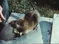 Beginning of video