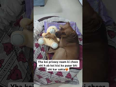 Koi h jo mujhe samaj ske😡😡.        # #pitbulldog #trending #trending #viral #funny #funnyshorts