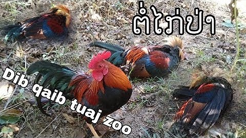 Dib qaib qus tuaj zoo ต่อไก่ป่า