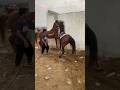 Horse خيل حصان الفارسية Riding Foryou