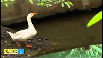 Los Gansos - Gustavo Quintero con Los Graduados ( Video Oficial ) / Discos Fuentes