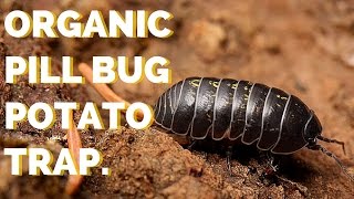 Organic Pill Bug Control - Potato Trap!