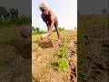 New Born Marigold Field Care – Earthing Up by Farmer 🌱 #shorts
