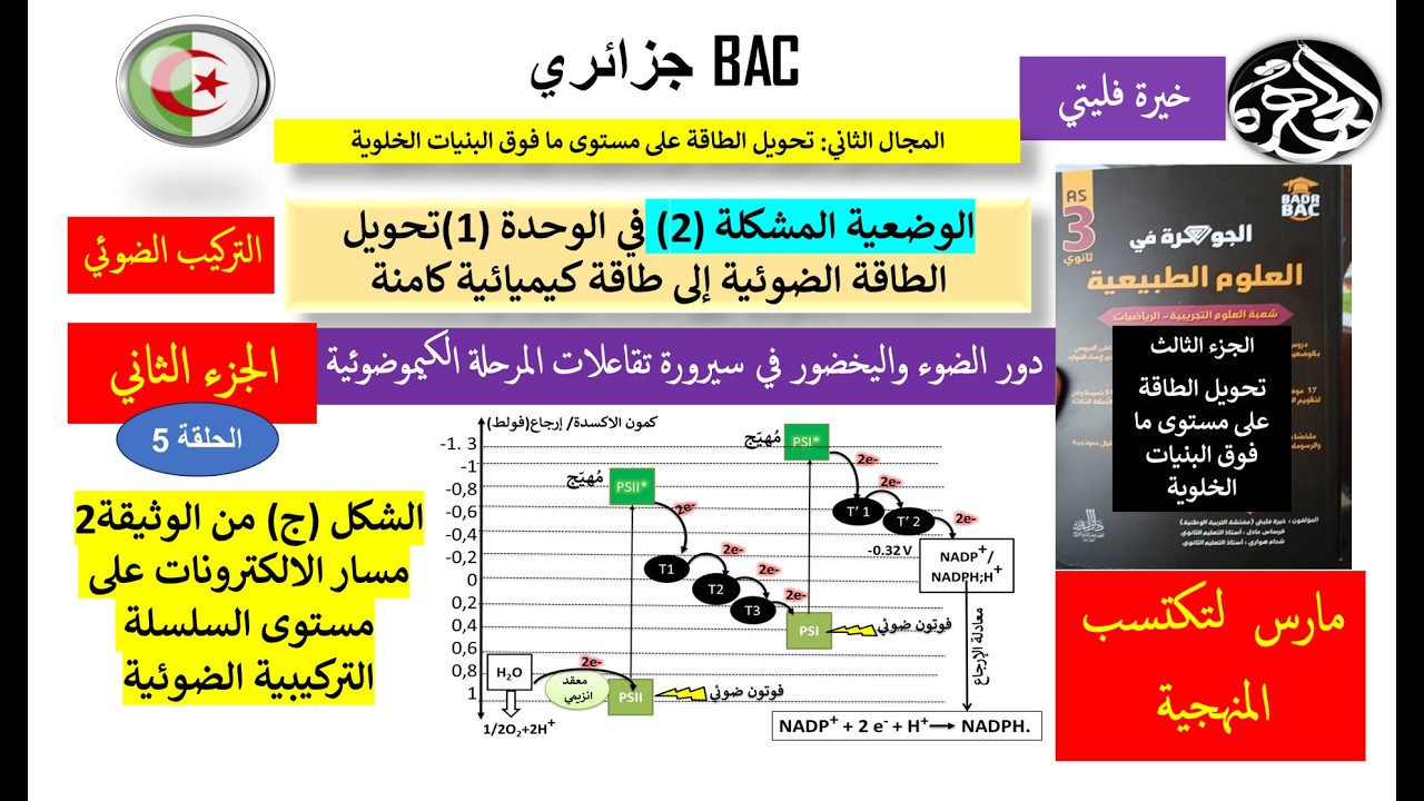 الحلقة 5 من الوضعية 2 تفاعلات المرحلة الكيموضوئية