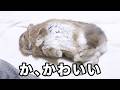 うさぎの心の開き方が可愛いので見てほしい