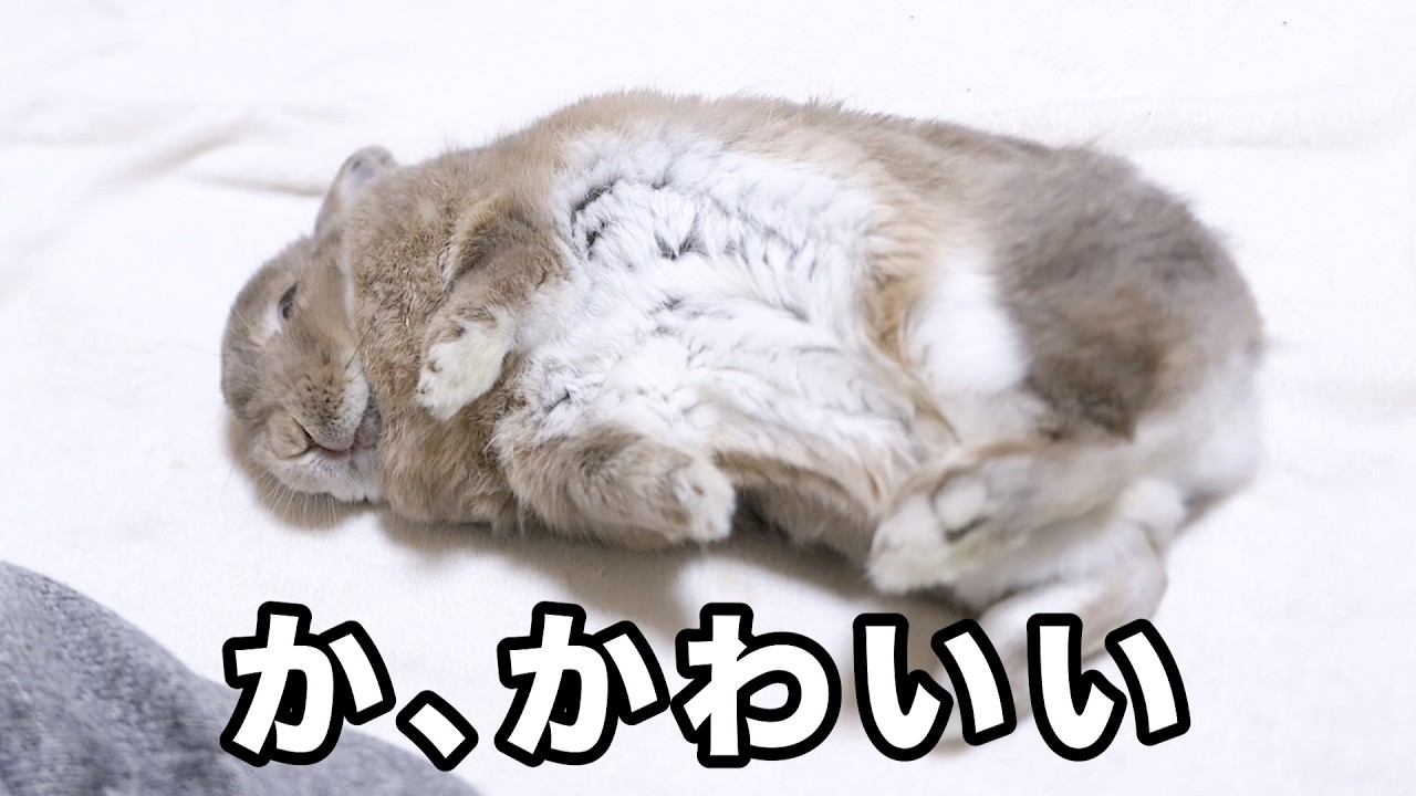 うさぎの心の開き方が可愛いので見てほしい