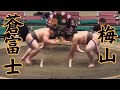蒼富士VS梅山 令和8年5月場所13日目 #sumo #相撲 #二子山部屋