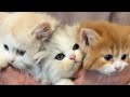 【ハプニングあり!?】ご家族募集中の子猫大集合🐱