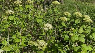 Wollige Sneeuwbal Viburnum Lantana Nl Bloeit Planten Van Hier
