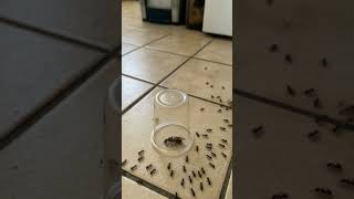 I trapped the queen ant   #shorts