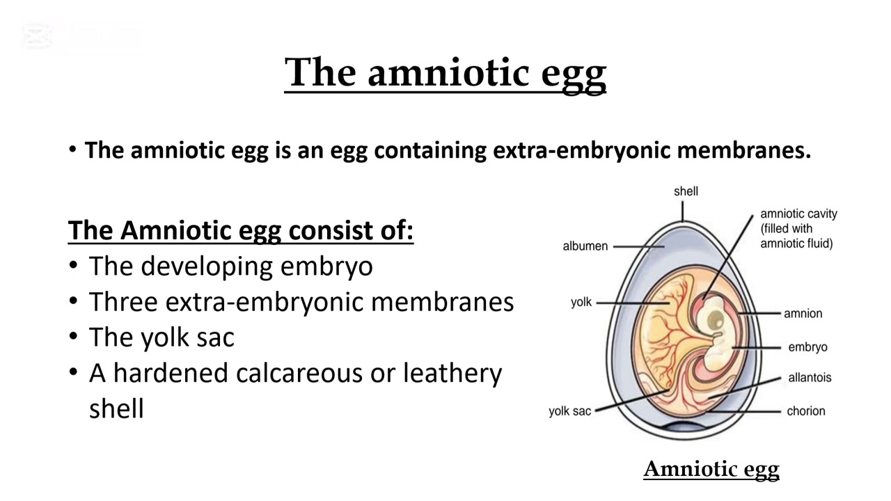The amniotic egg