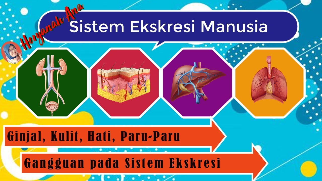  Sistem Ekskresi Manusia Kelas 8  SMP YouTube