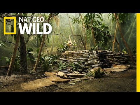 nat geo wild logo A Love Nest | Pond Stars