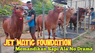 Memandikan Sapi Baru Team Jet Matic Foundation