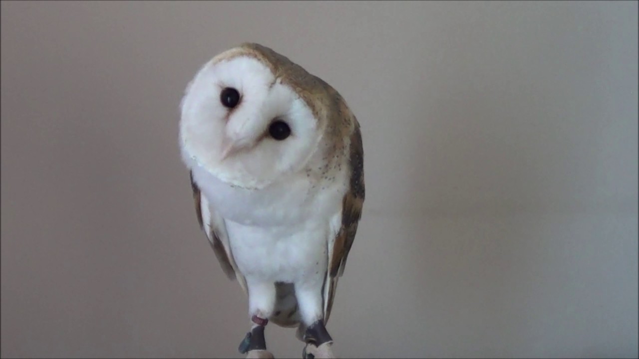 Does Lookie communicate with me? Barn owlhuman love + french kissing