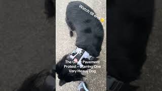 Operation: Concrete Anchovy #foryou #cute #fypage #pet #viral #love #dog #doglife #shorts #fyp