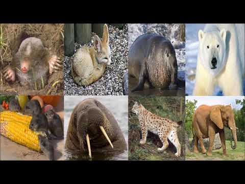 გარემოსთან შეგუება