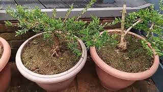 New Hebe Plants & Pruning - March 2025