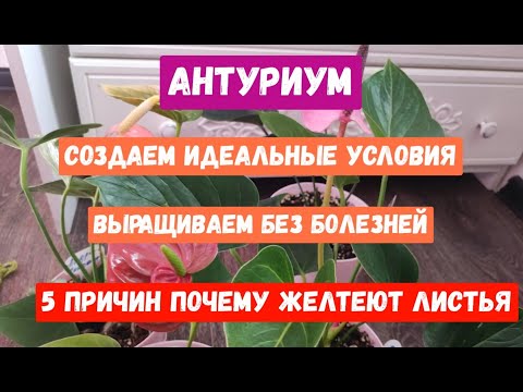 АНТУРИУМ, 5 ПРИЧИН ПОЧЕМУ ЖЕЛТЕЮТ ЛИСТЬЯ У АНТУРИУМА, Создаем Идеальные Условия для Антуриума