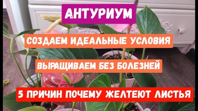 В каких местах сохнет цветок?