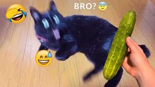 😸🤣 So Funny! Funniest Cats and Dogs 2024 😘😸 Funny Animal Moments # 19