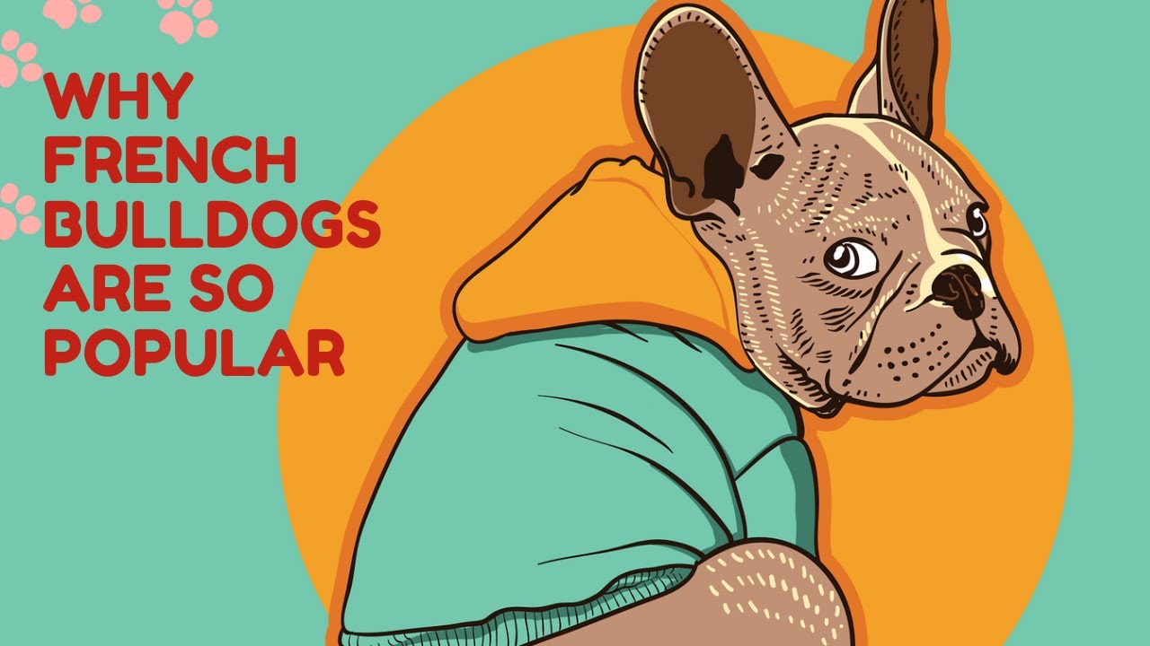 Why French Bulldogs Are So Popular YouTube