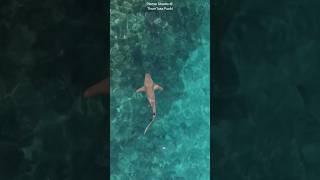 Snorkeling With Nurse Sharks