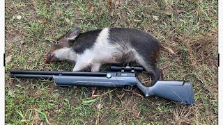 I Kill a Wild Hog with an Air Rifle