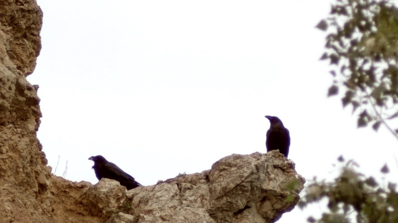 Ravens of Fox mountain (Budapest)
