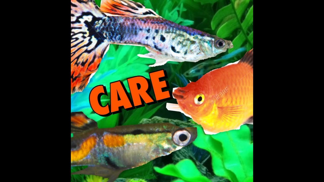 video phone beyonce mp3 Guppy, Molly, and Endler Care