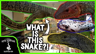 COOLEST LITTLE REPTILE SHOP TOUR! (Reptile Factory, Riverside, CA)