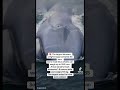🚨The blue whale is the largest ‼️