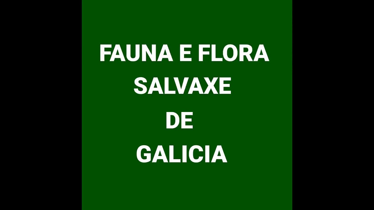 Fauna e Flora SALVAXE de Galicia realización y montaje Jorge Lorenzo