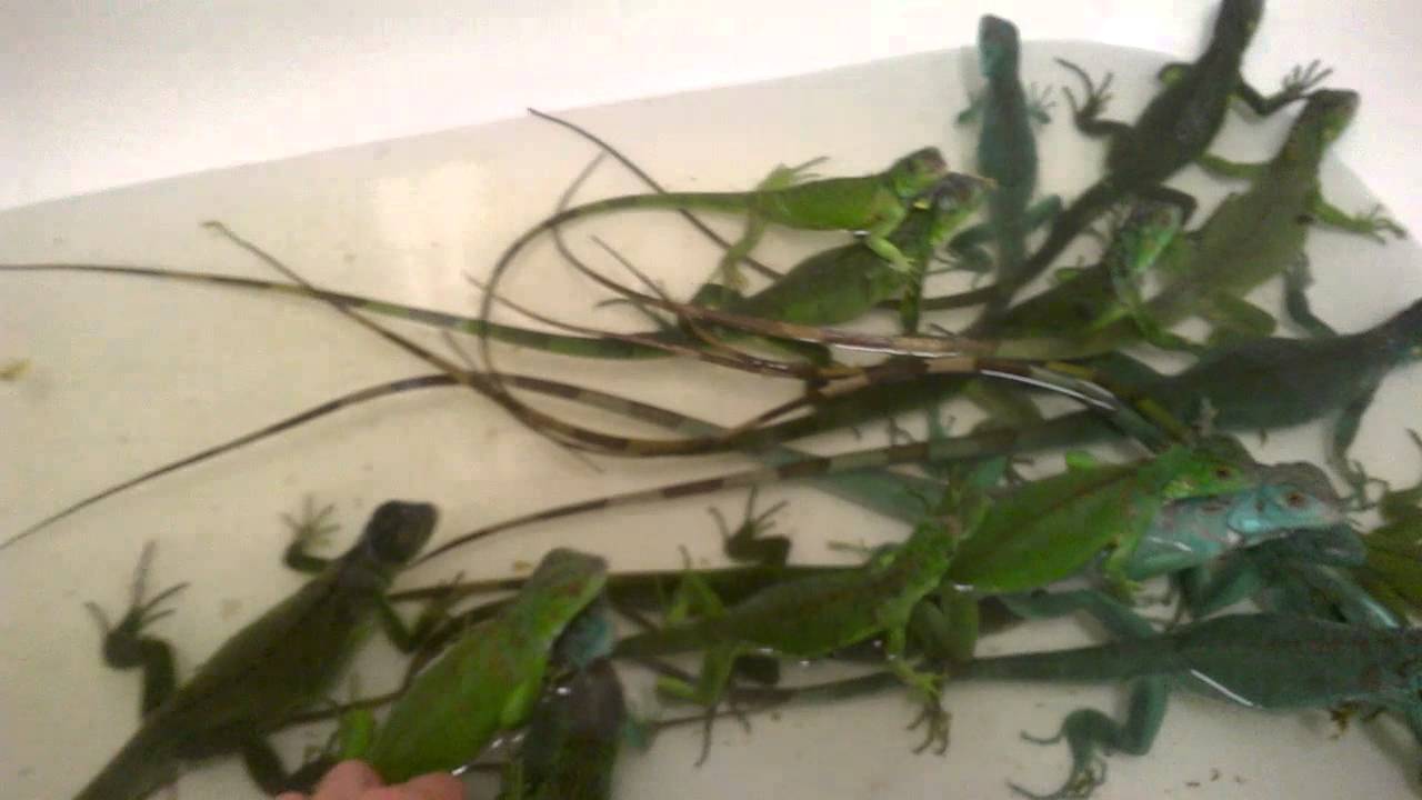 Leguán zelený a modrý (Iguana iguana)