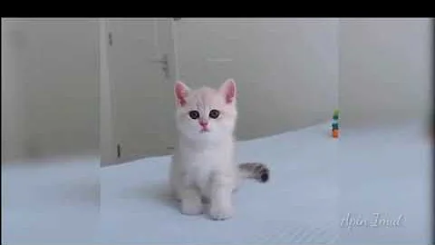 Watch the video about Cats Meowing | #20 😻 Best Funny Cats and Funny Kittens Videos Compilation 2021 | Apin Imut