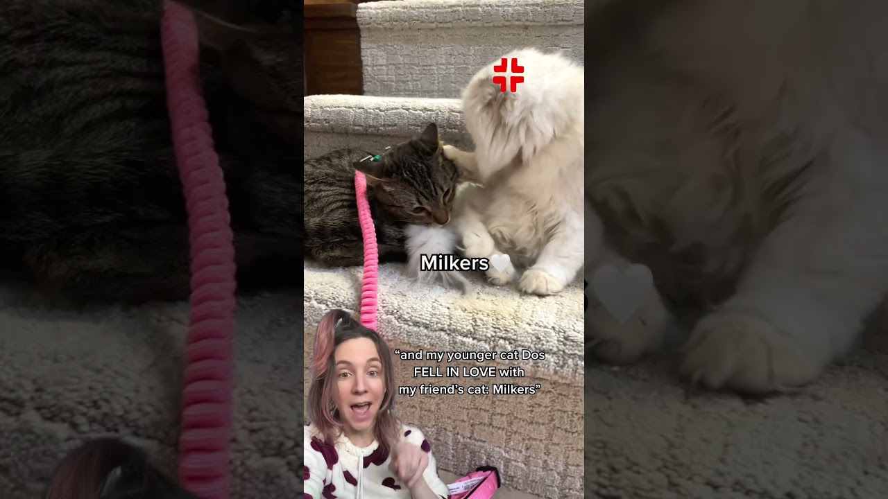 my cat fell in love 😻 w/ 