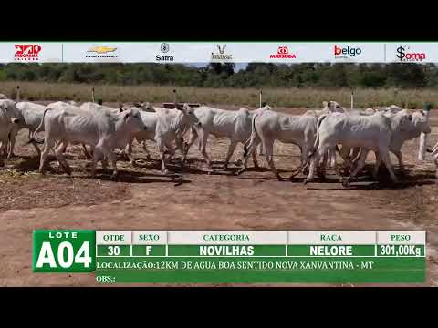 LOTE A04