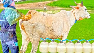 SMART FARM 2024 #withme Automatic New Farming Cow Milking, Feeding and Agriculture Machines 2024