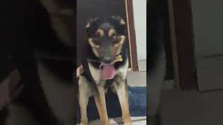 se sento arriba de su dueña jajajajaja