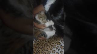 Piraña y Skarlett